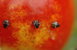 Jeunes larves de punaises provoquant des dégâts sur tomate